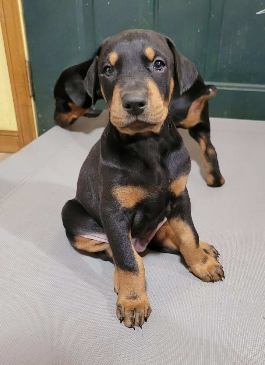 Doberman Puppies image 4