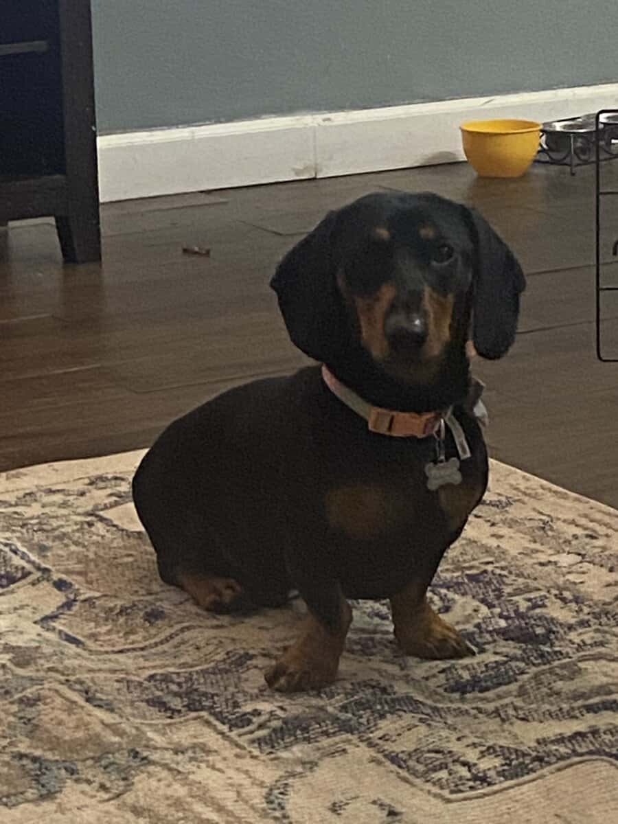 Meet Pancakes! image 1