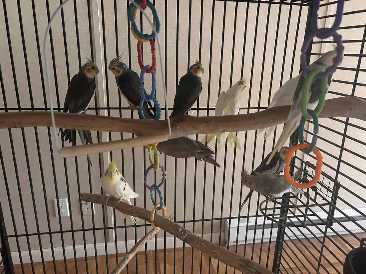 Cockatiel for sale image 14