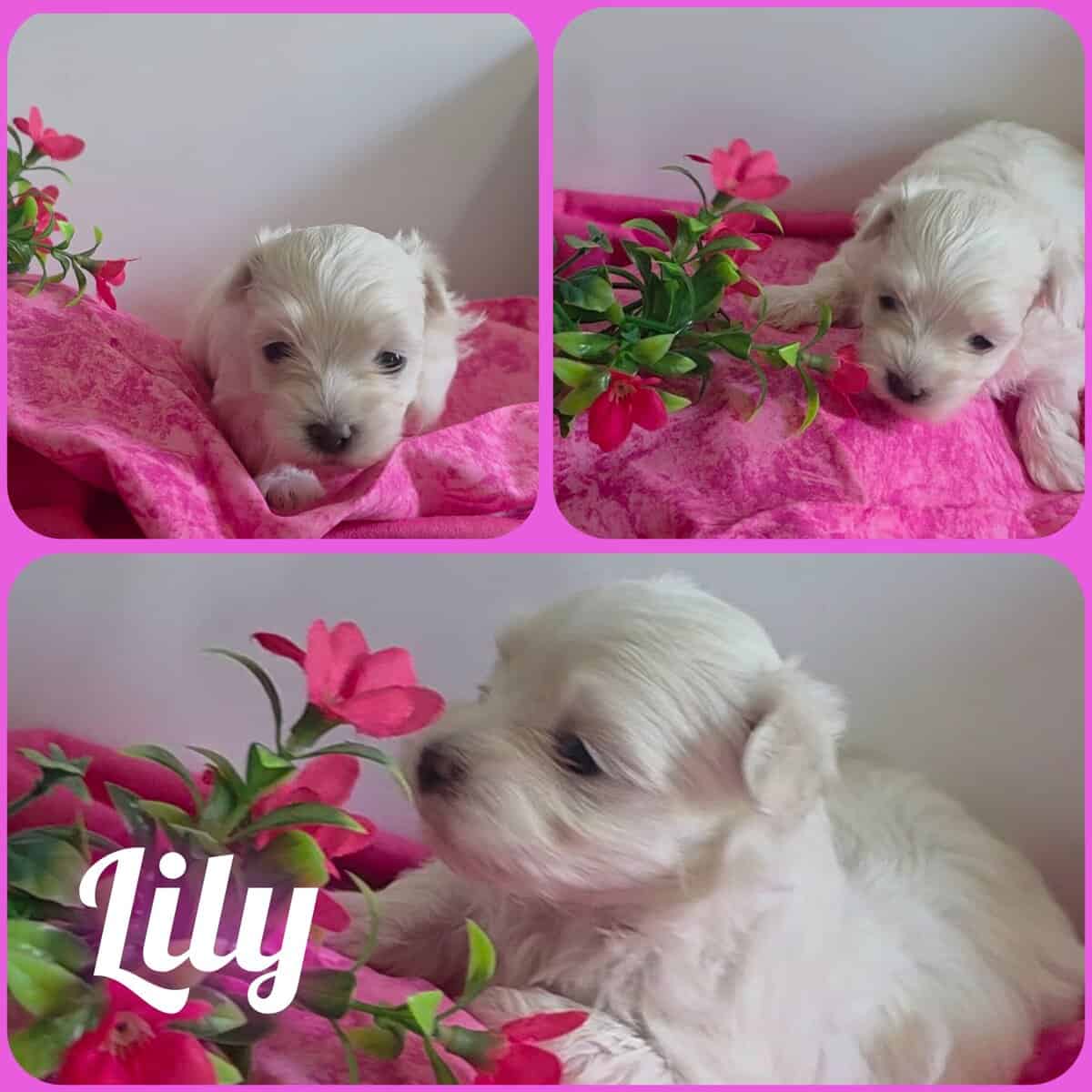 Toy Maltese image 3