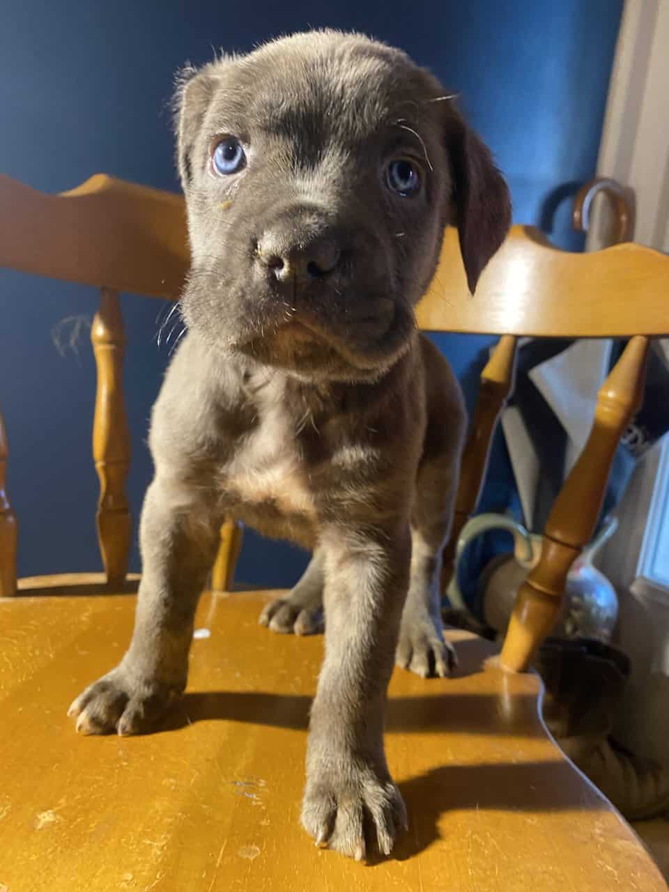 CANE CORSO image 4