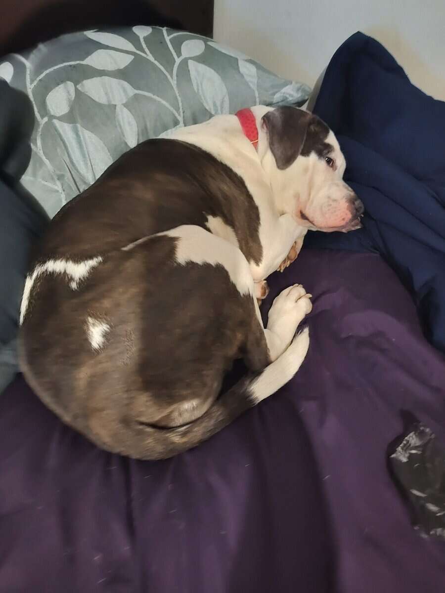 Pitbull image 3