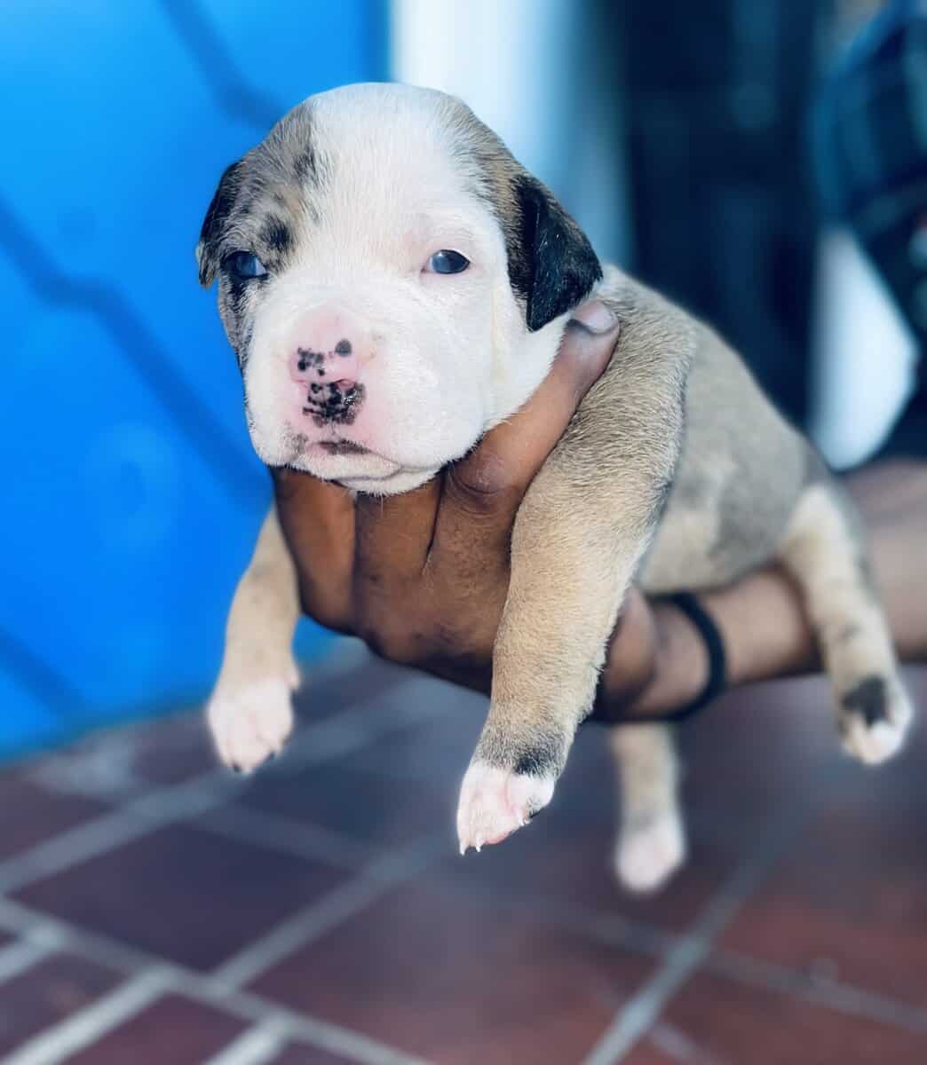 Merle American Bully Puppies for sale image 2