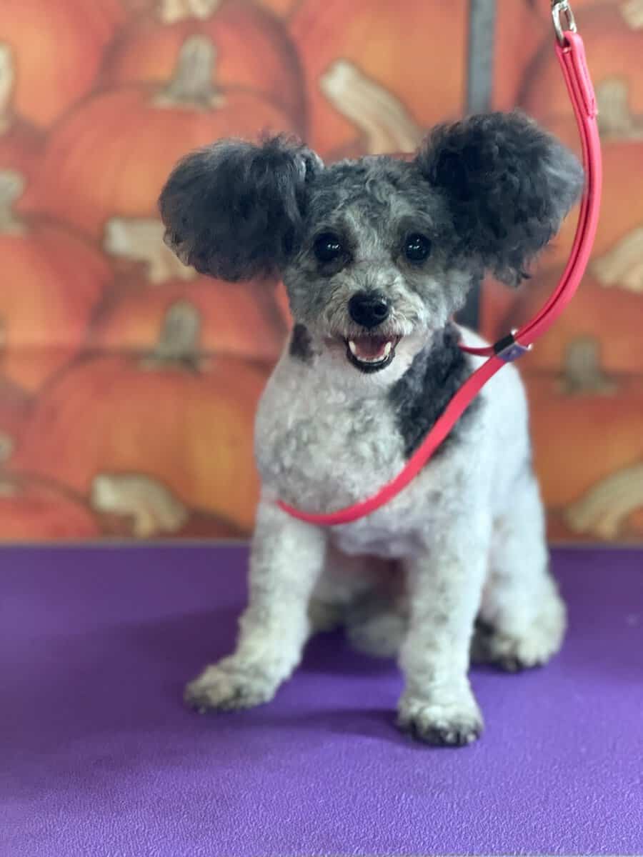 Sweet 8-Year-Old Maltipoo – Potty Trained & Vaccin image 1