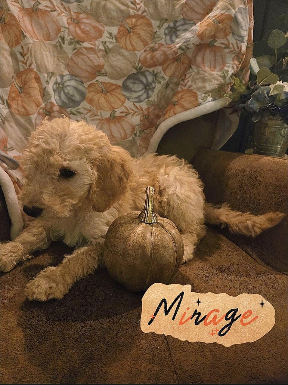 Good As Goldendoodles image 6