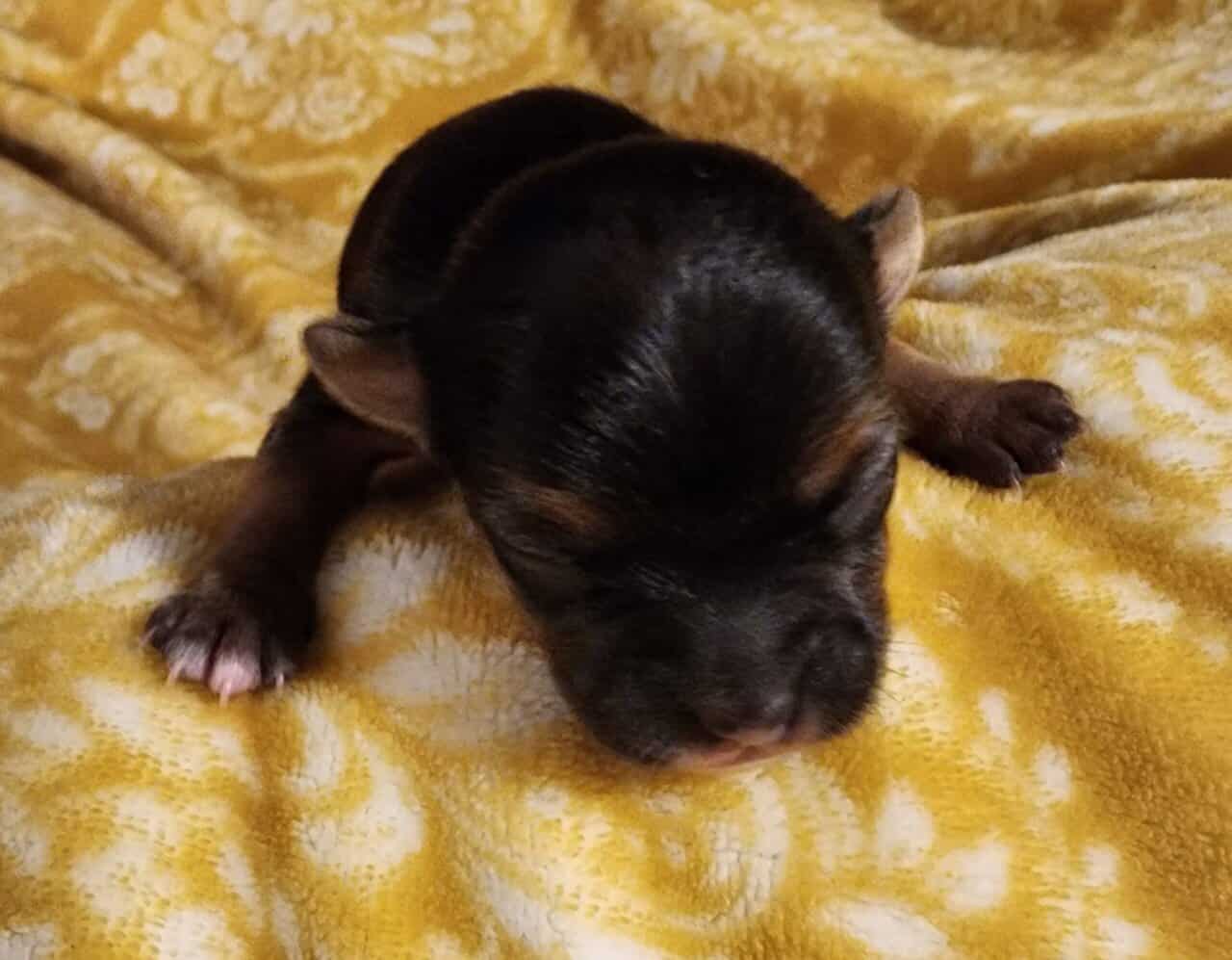 Yochi Puppies image 1