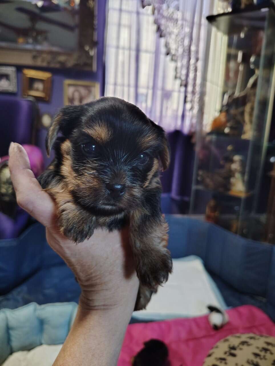 Yorkshire puppies image 4