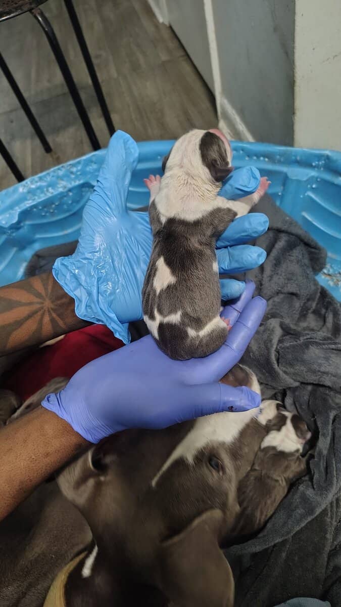 brand new bully pups born sun. 16th image 6