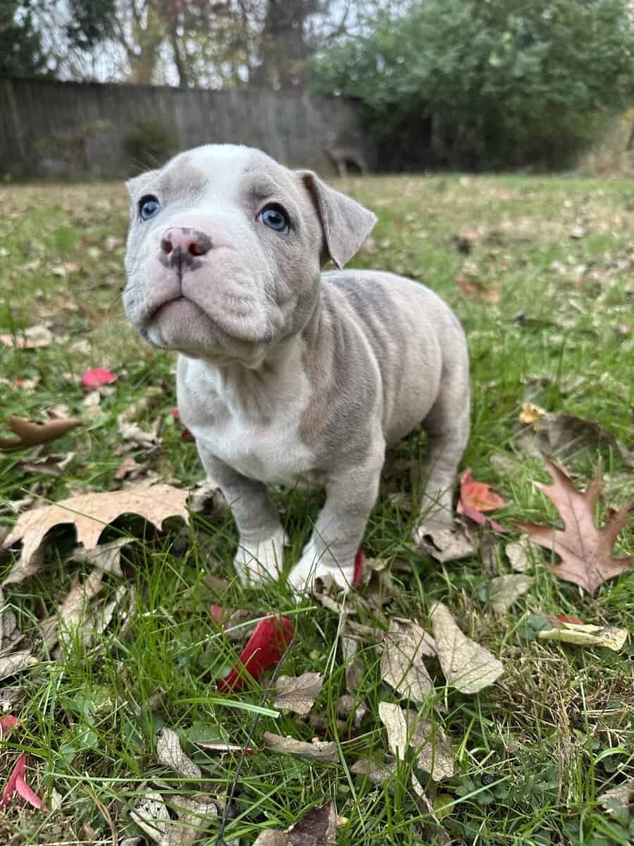 Zelda (Champion Bloodline) image 2
