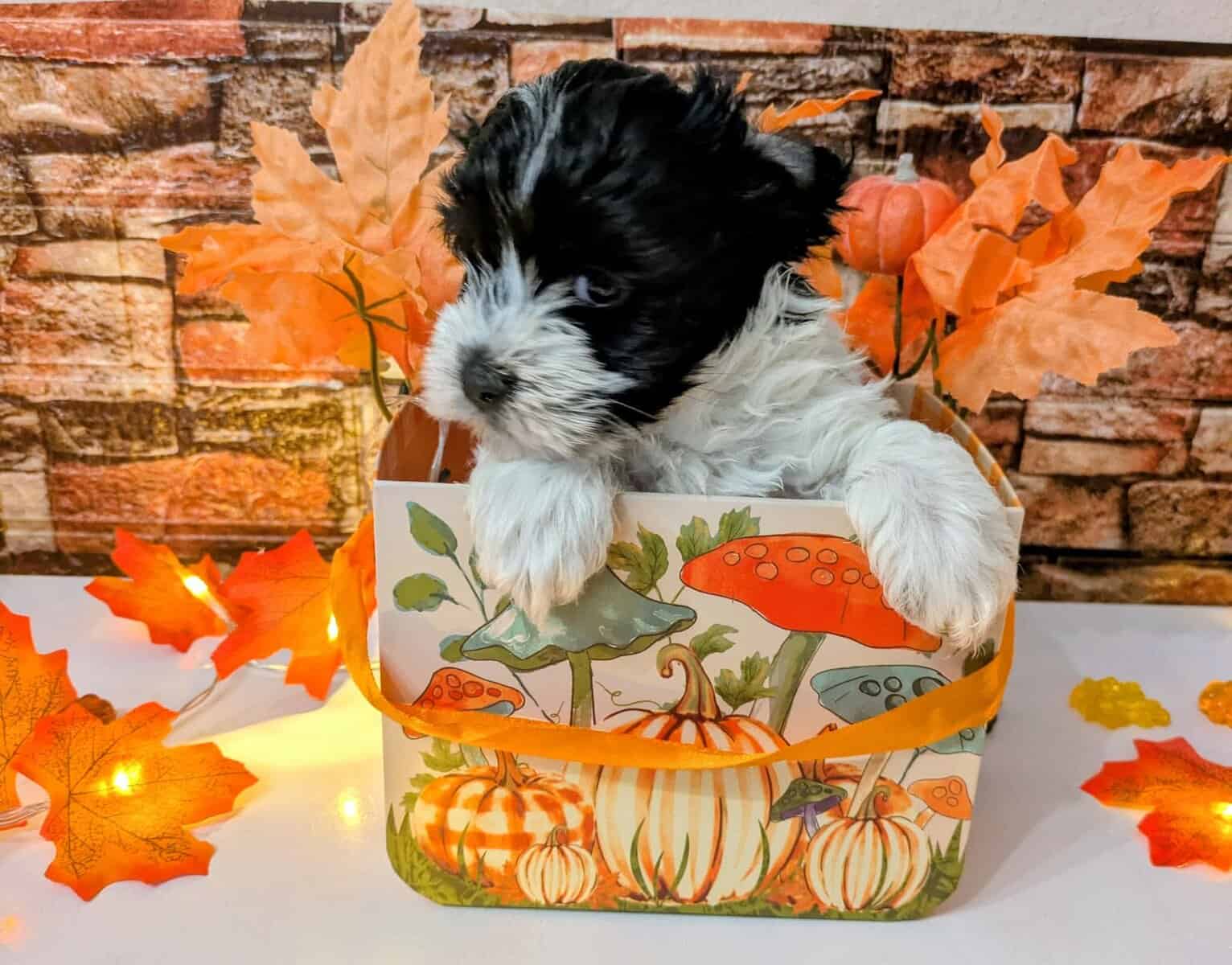 Maltipoo Puppies , Ready to Go image 1