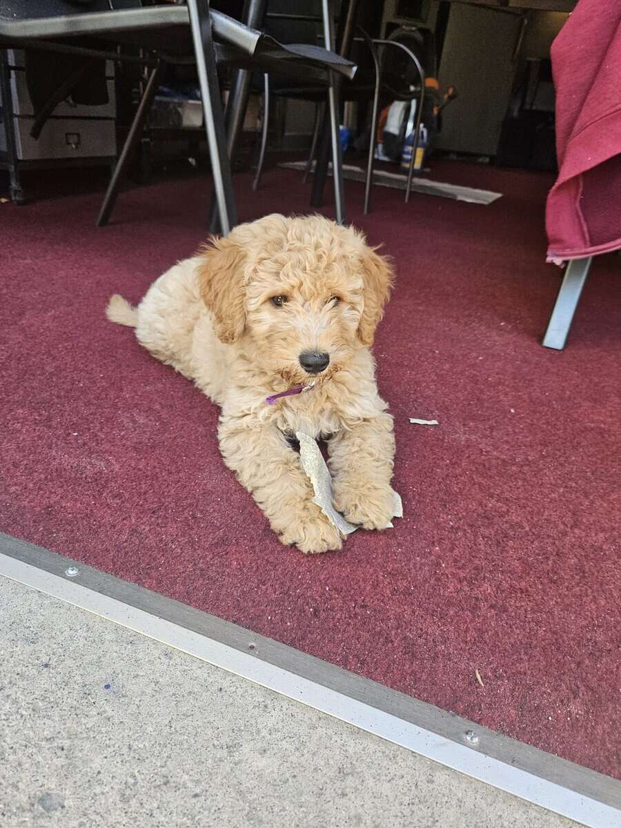 Puppy for sale image 1