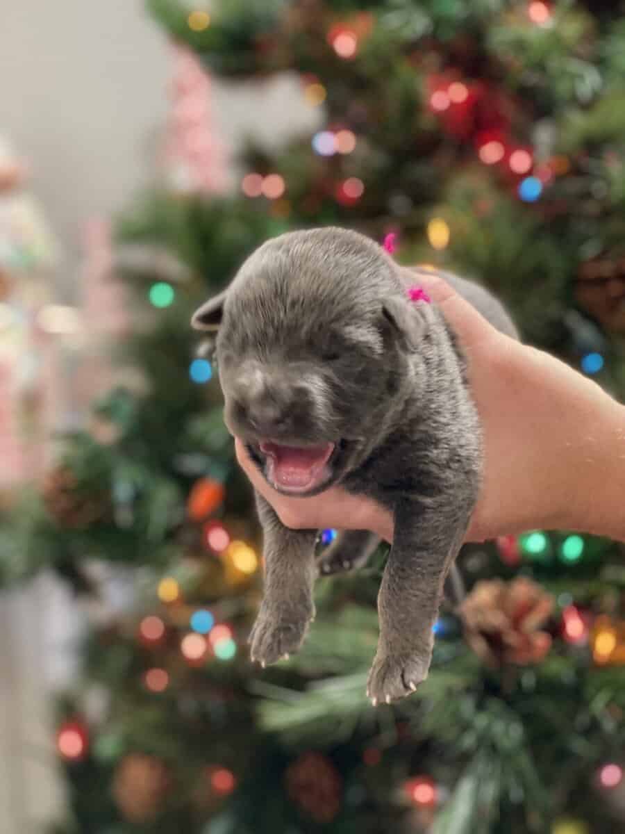 AKC Registered German Shepherd Puppies — 9 Availab image 2