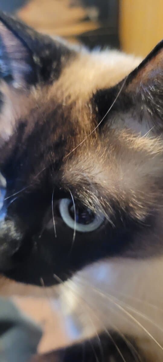 Siamese - Mix image 4