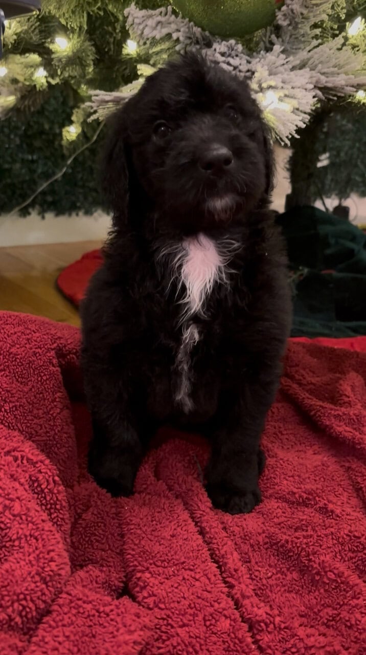 Sheepadoodle puppies image 7