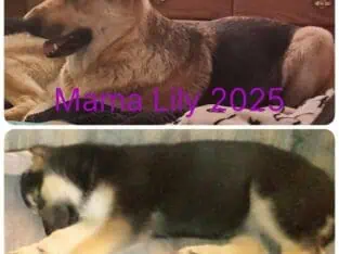 Alvin and the chipmunks