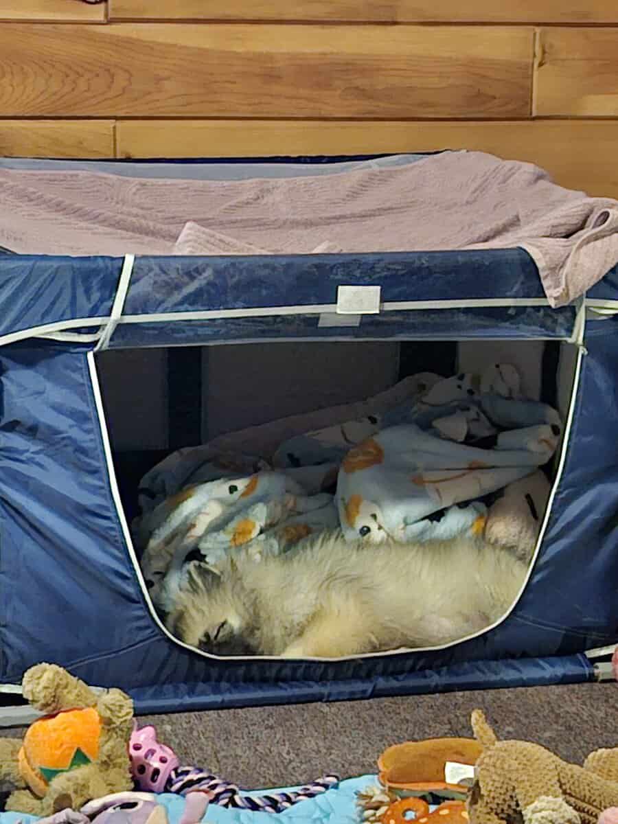 Keeshond Puppy image 3