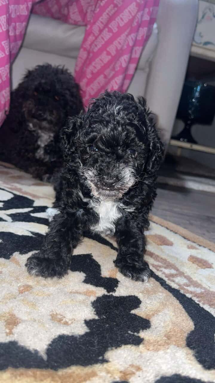 Teacup female poodle image 1