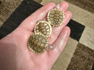Baby caramel pink red eared slider turtles