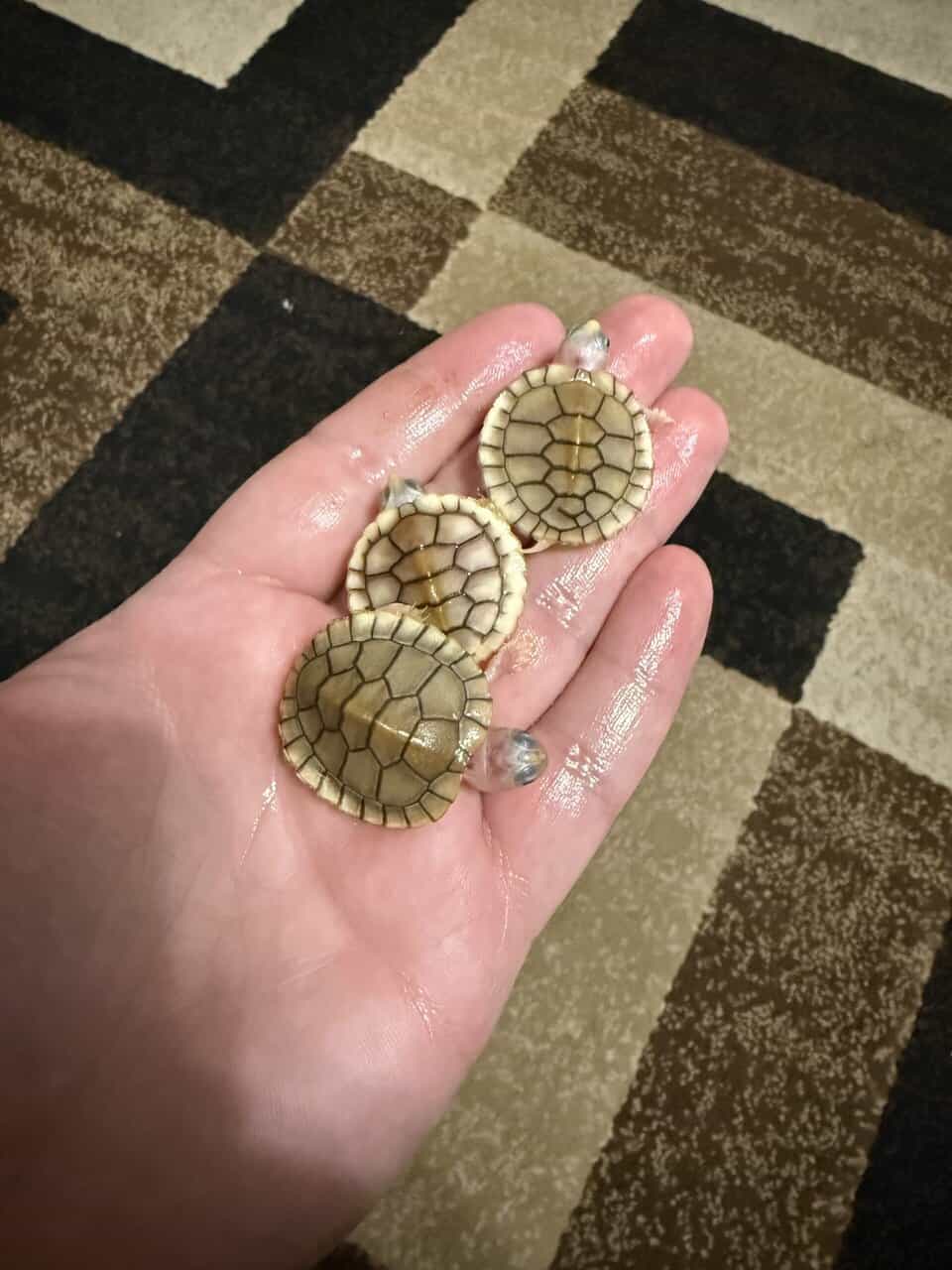 Baby caramel pink red eared slider turtles image 1