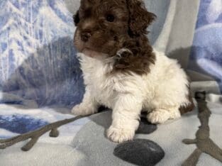 Toy Poodle Puppies, absolutely adorable