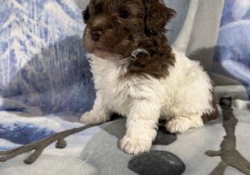 Toy Poodle Puppies, absolutely adorable