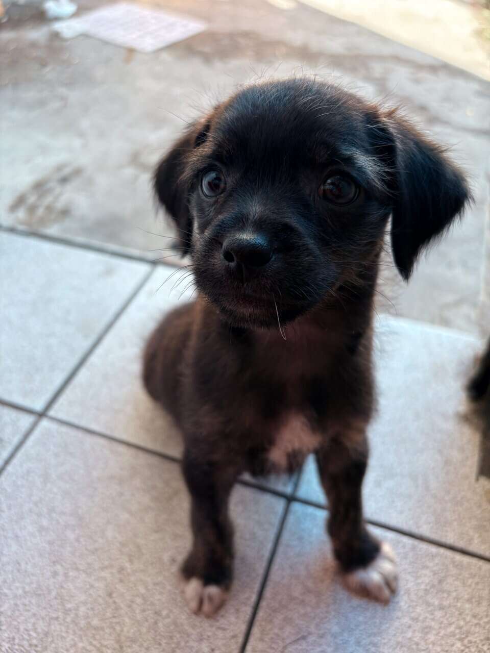 Mixed chihuahua puppy image 2