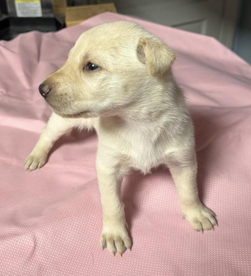 Belsky Puppies image 4
