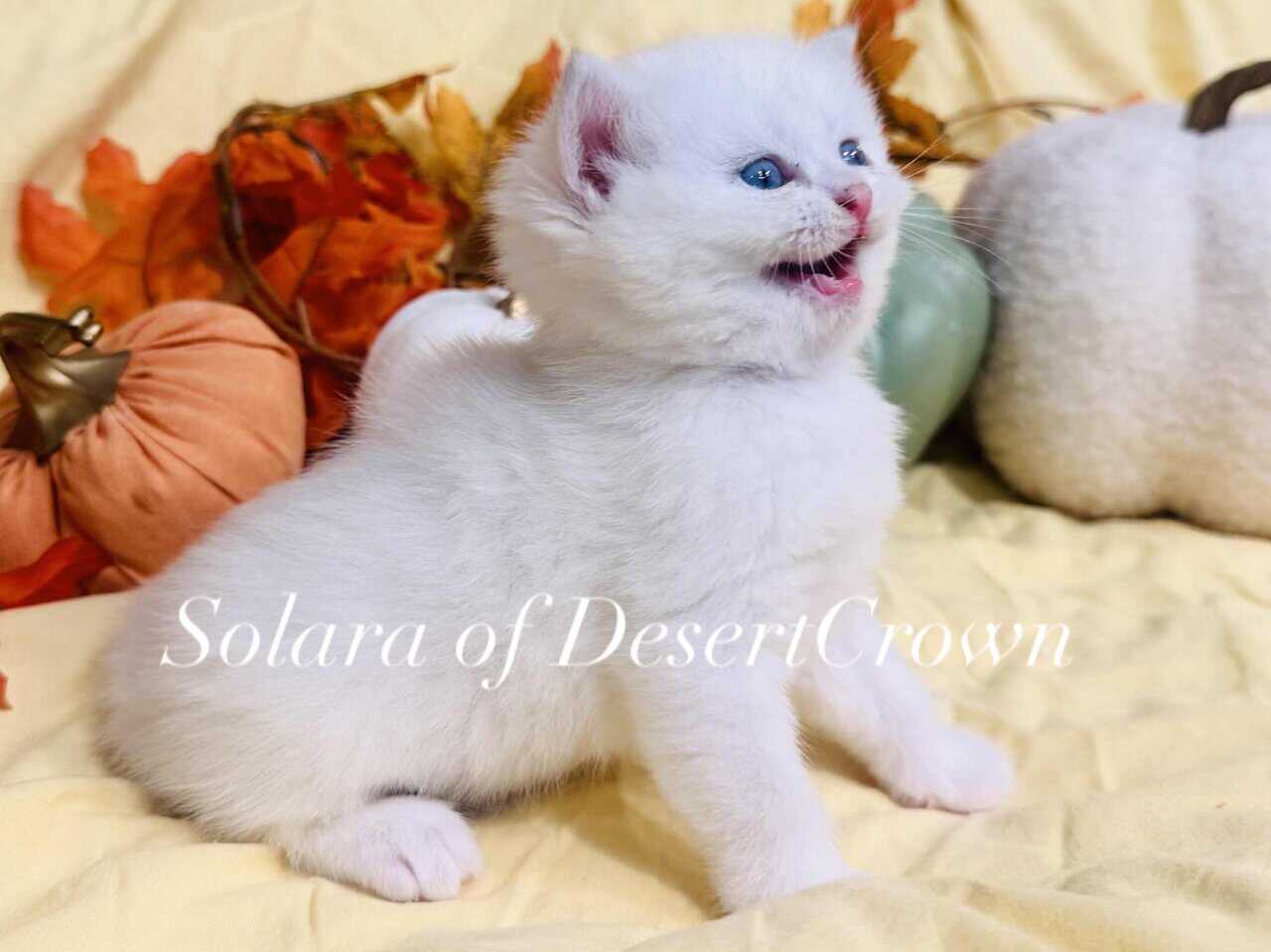 Silver chinchilla British shorthair female wcf image 11
