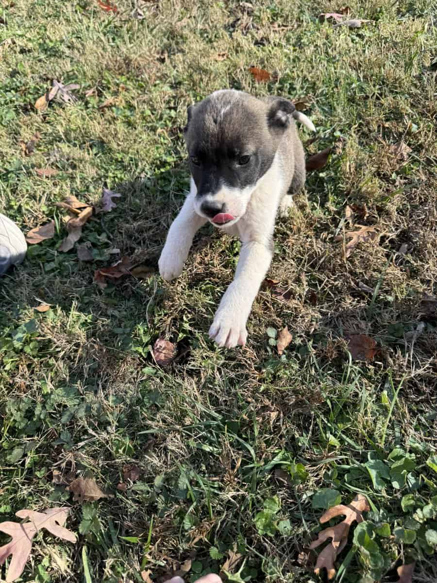 Siberian husky pit puppies image 10