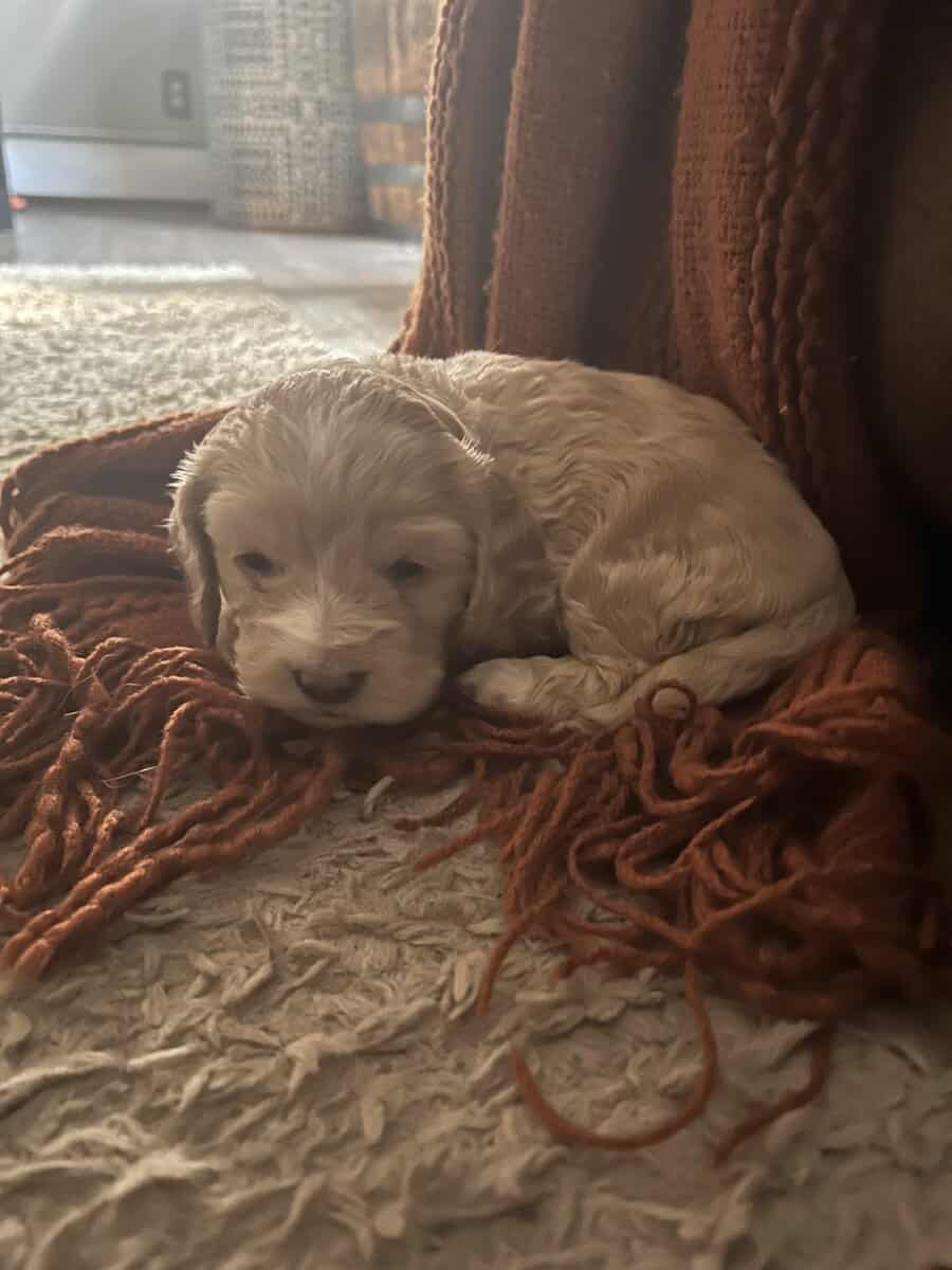 Cockapoo puppies image 5