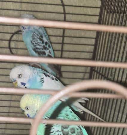 Budgies for sale image 1