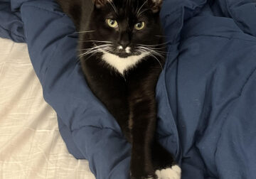 Rehome neutered male cat