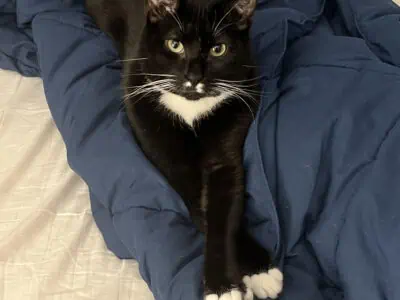 Rehome neutered male cat