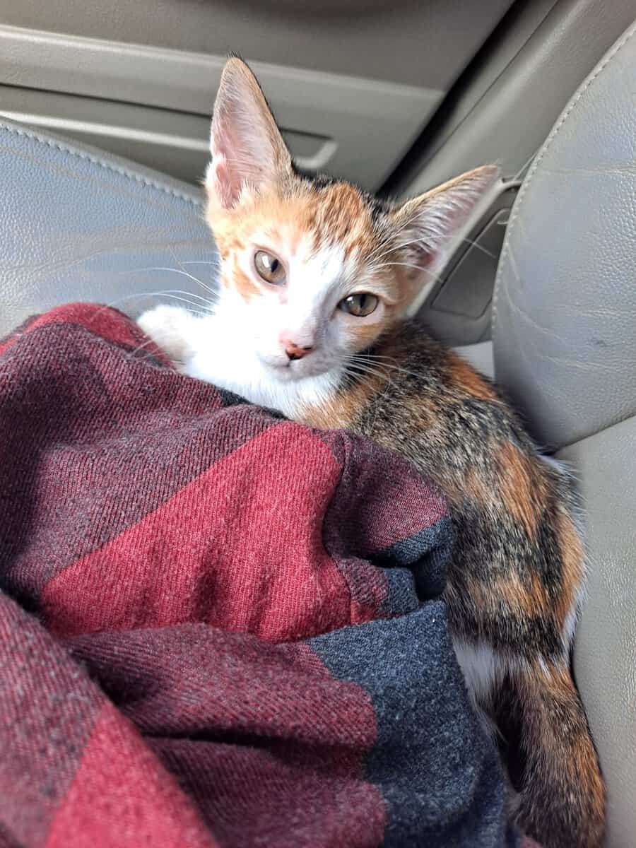 Free kitten image 3