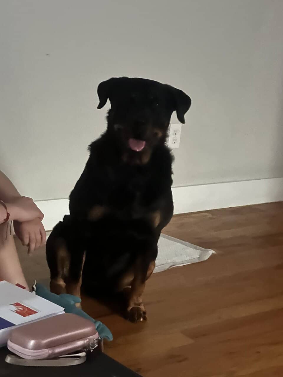 Rottweilers for rehoming image 3