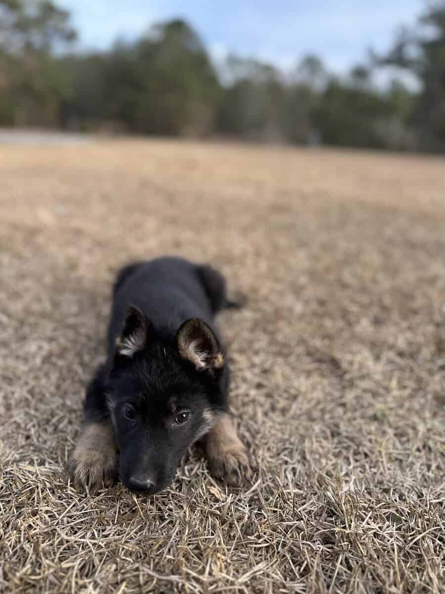 Still available - Purebred German Shepherd Puppies image 17