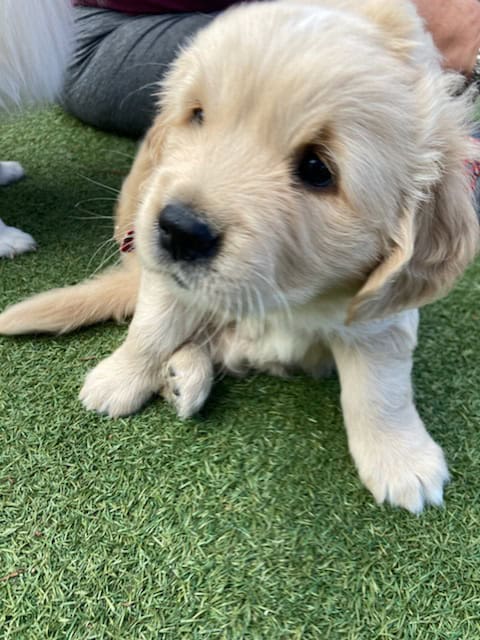 Golden retriever puppies image 5