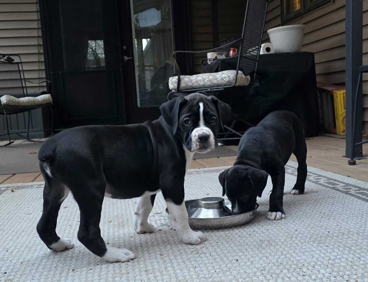 Boxer Puppies image 6