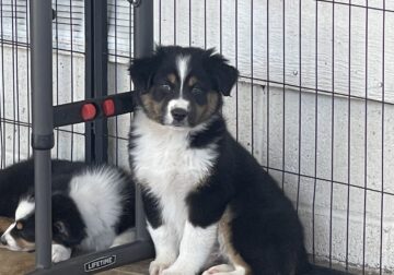 Australian Shepherd Puppy