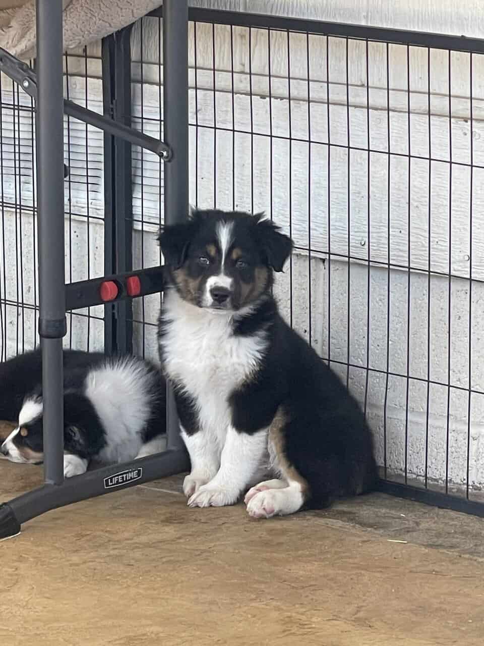 Australian Shepherd Puppy image 1
