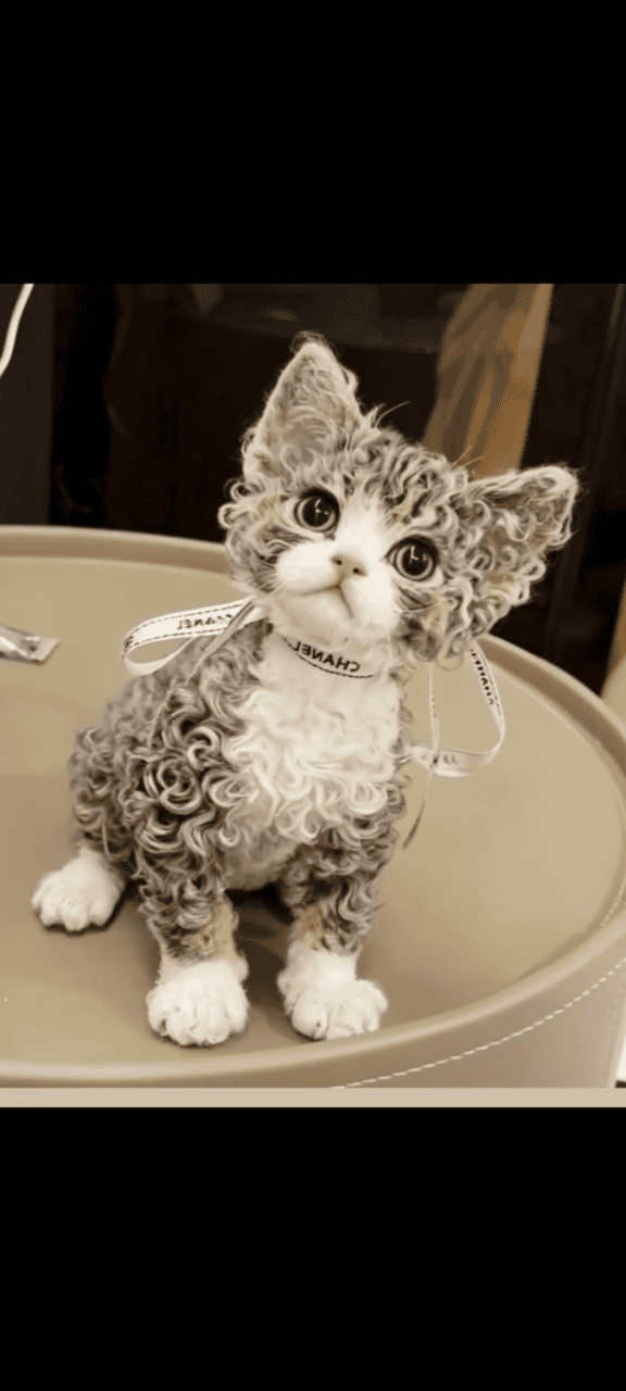 Beautiful female Devon rex kitten image 3