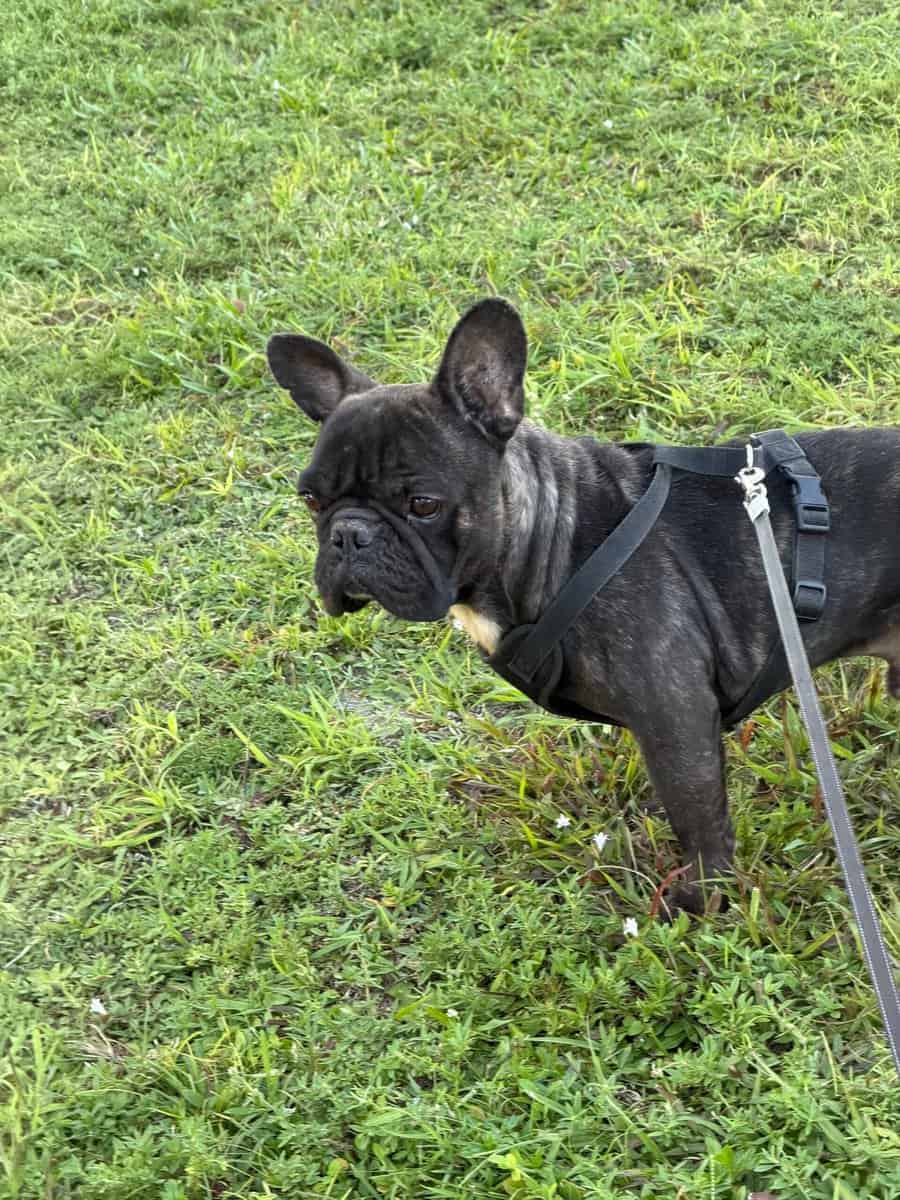 Frenchie image 1