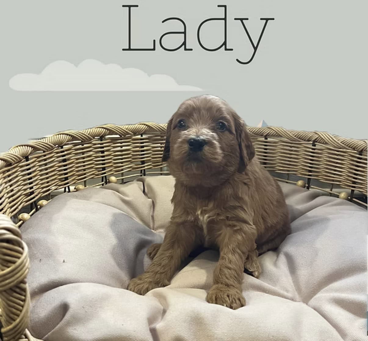 Litter of 7 Teddy Bear like Goldendoodles image 1