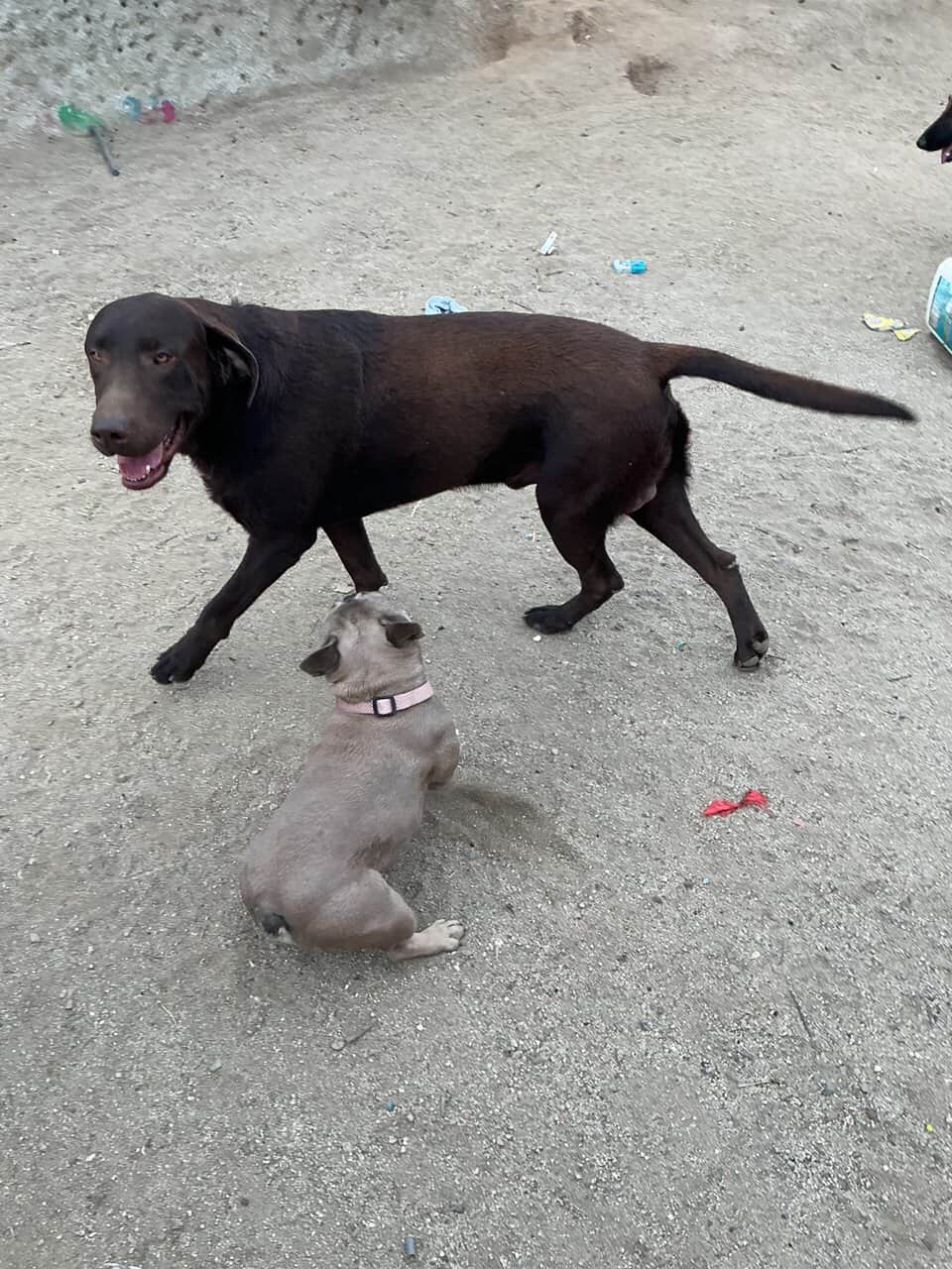 American Labrador Retriever image 3