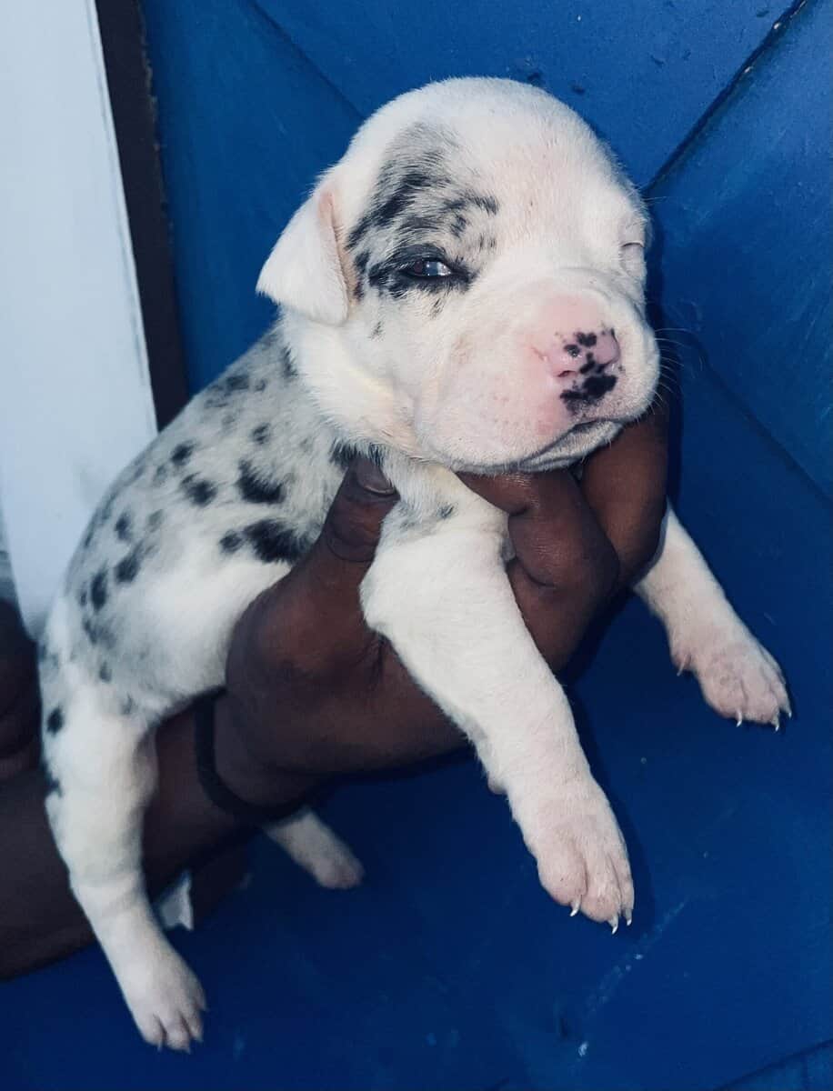Merle American Bully Puppies for sale image 7