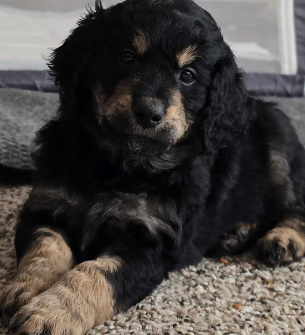 Golden Bernadoodle Puppies image 8