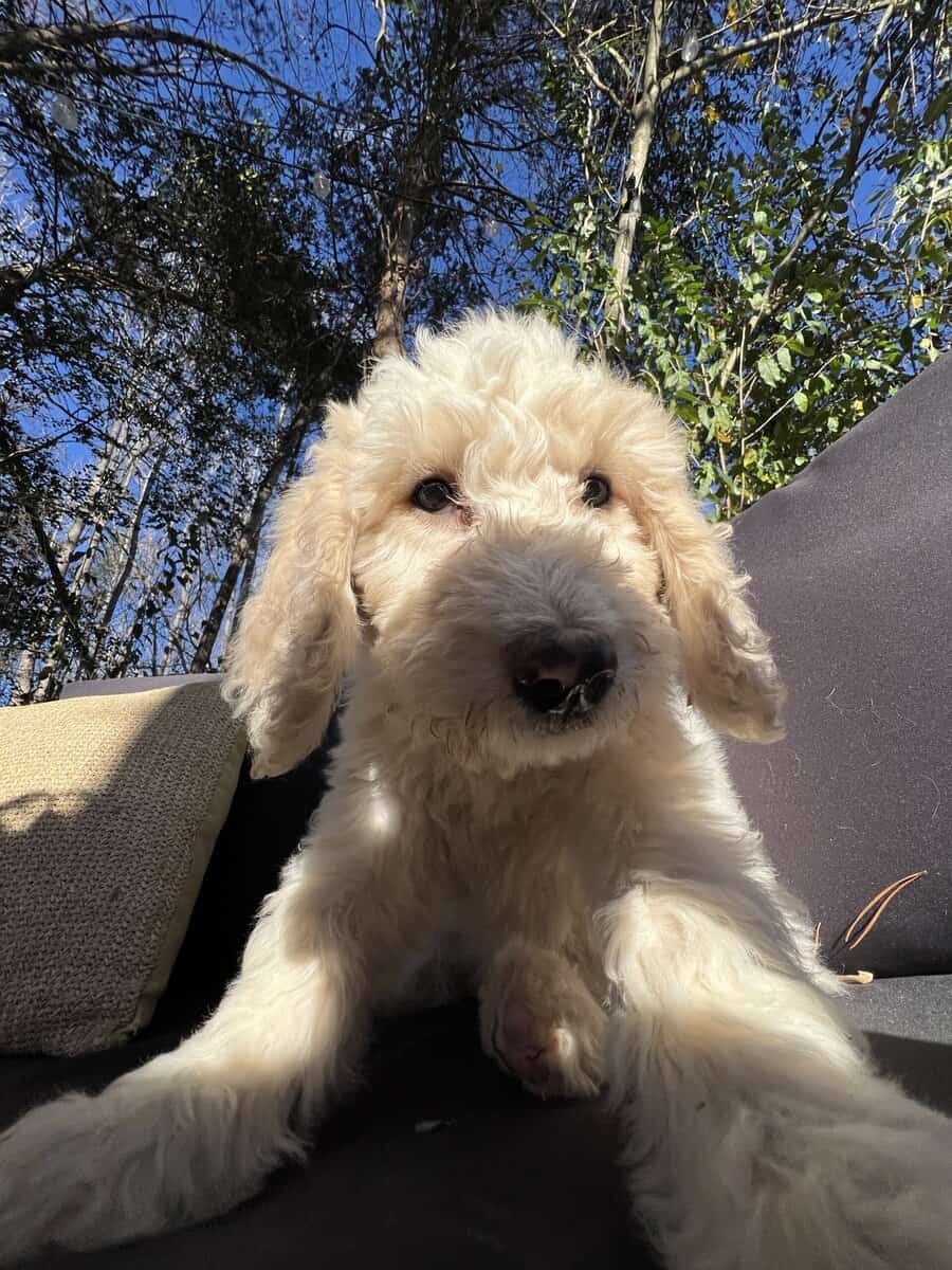 Female Goldendoodle puppy image 1
