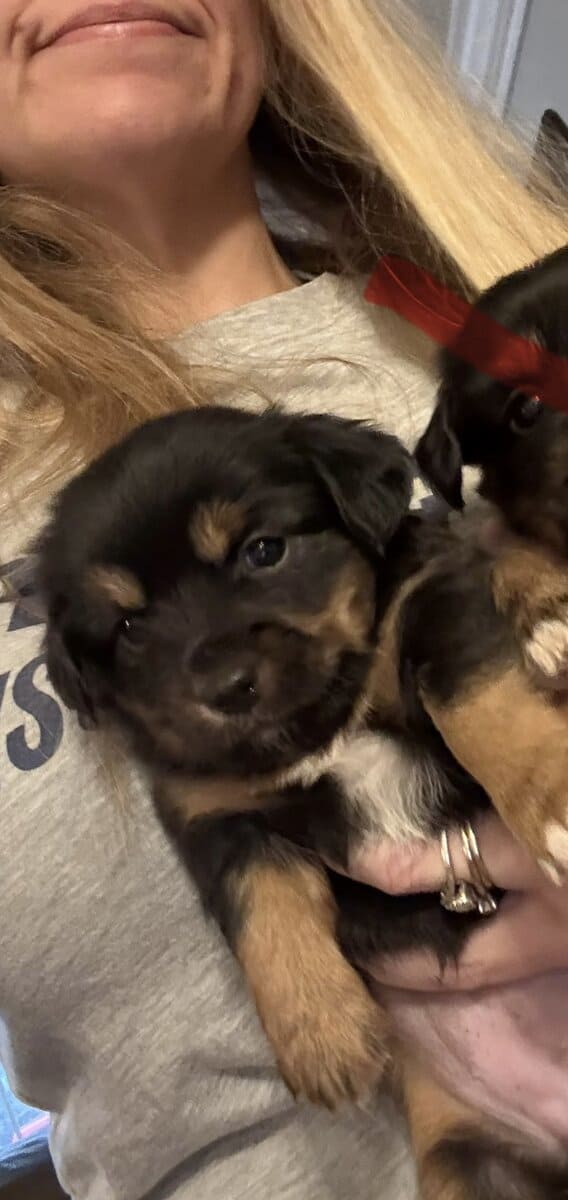 Female Chorkie (chihuahua/yorkie) image 1