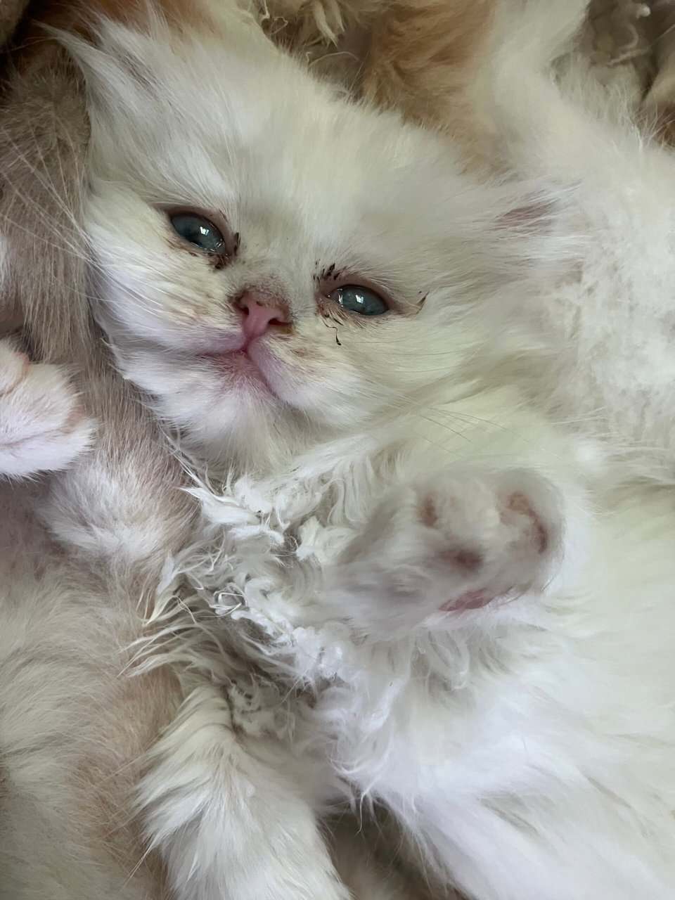 Silver chinchilla British longhair male image 17