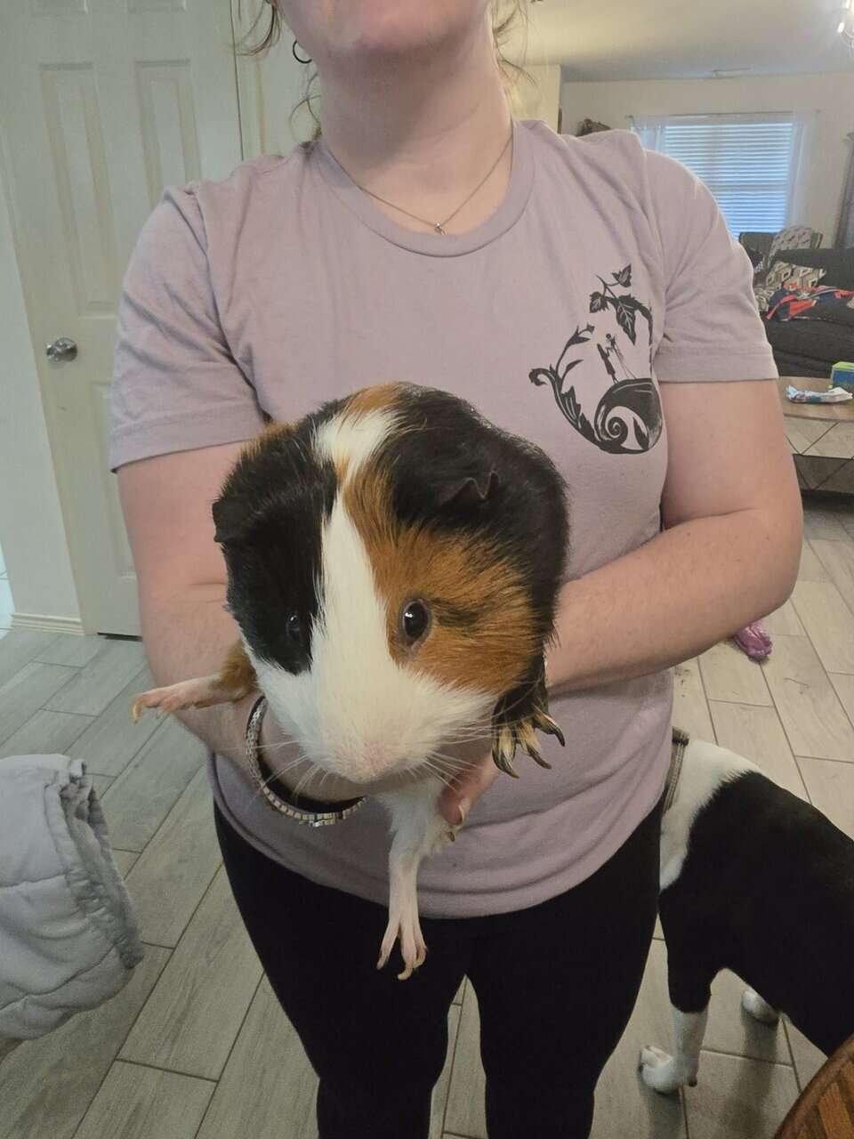 Rehoming 2 guniea pigs image 1